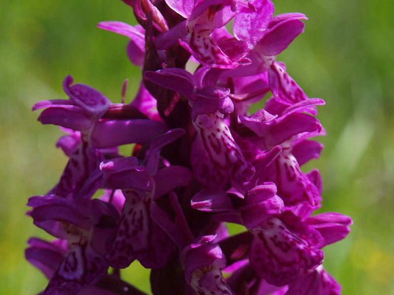 Dactylorhiza da determinare